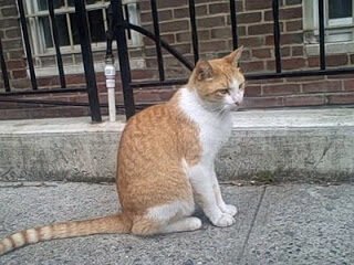 Jain, a mystical cat and the magic of 108