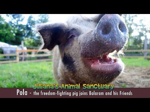 Pola the freedom-fighting pig gets a 2nd Chance at Juliana’s Animal Sanctuary
