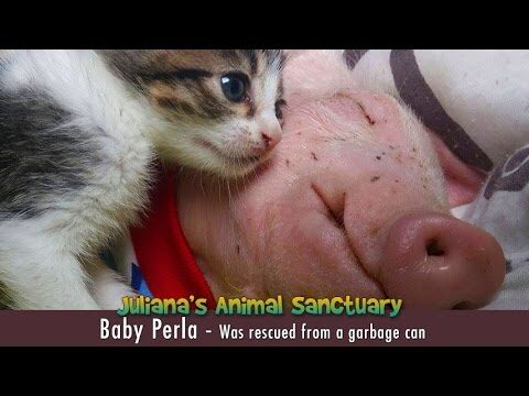 Perla the piglet was thrown in the trash bin and left to die